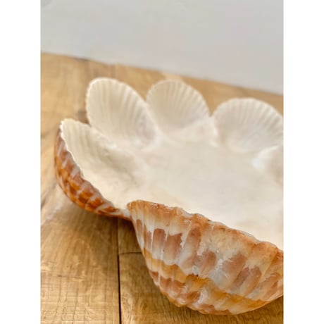 shells