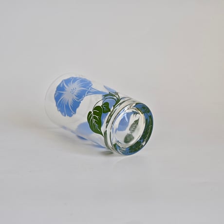 morning glory