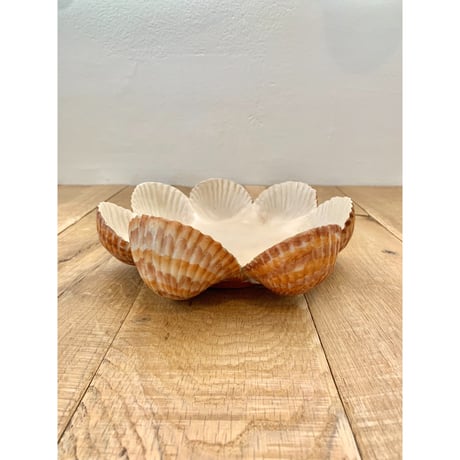 shells