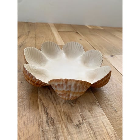 shells