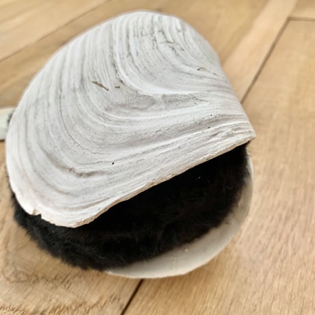 clamboy