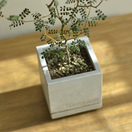 "STACK"     植木鉢・セメント鉢 ／  cement pot