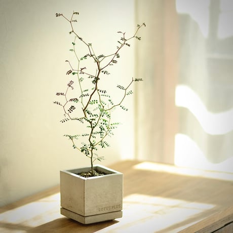 "STACK"     植木鉢・セメント鉢 ／  cement pot