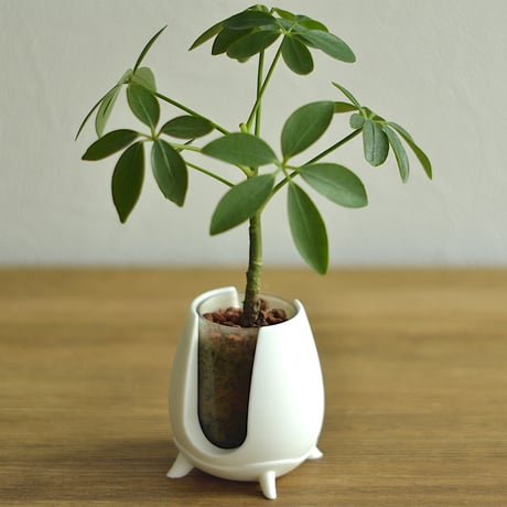 ARO -Pot For Aromaticus-
