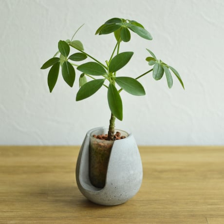 "POT-BELLY"  ハイドロカルチャー・水栽培容器・花瓶／cement flower vase