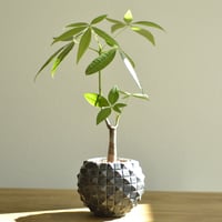 "PINA-POT" ハイドロカルチャー植木鉢 モルタルポット