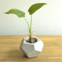 "PENTA-POT" ハイドロカルチャー植木鉢 モルタルポット
