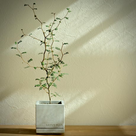 "STACK"     植木鉢・セメント鉢 ／  cement pot