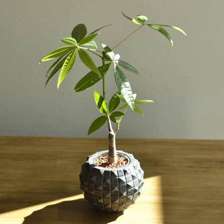 "PINA-POT" ハイドロカルチャー植木鉢 モルタルポット
