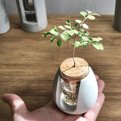 "POT-BELLY"  ハイドロカルチャー・水栽培容器・花瓶／cement flower vase