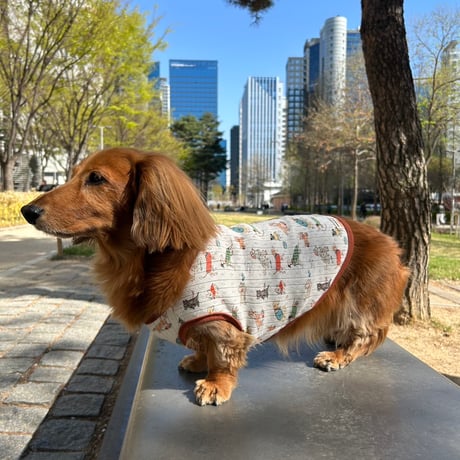 DOG wear【Dog】