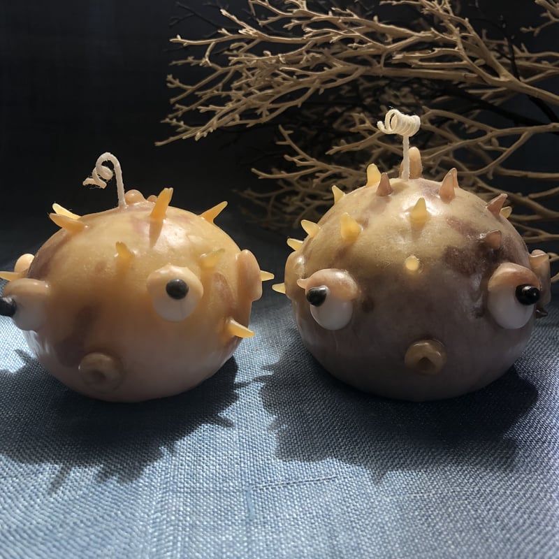 海の生き物探し（ハリセンボン） | キャンドル工房花逍遥