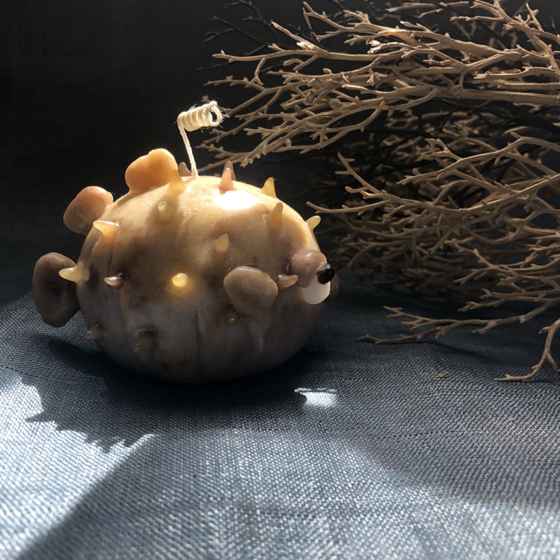 海の生き物探し（ハリセンボン） | キャンドル工房花逍遥