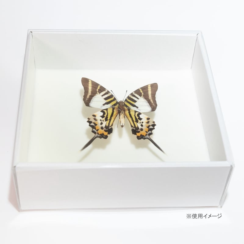 おてがる標本箱(紙製) | 昆虫標本道具店 byカモシカ商店 おてがる標本箱(紙製) | 昆虫標本道具店 byカモシカ商店