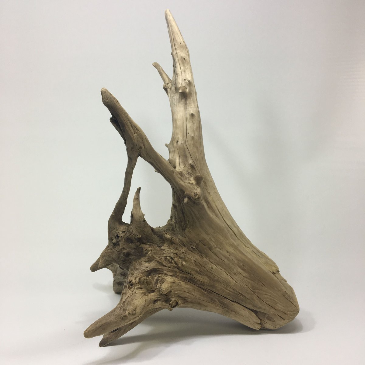 ⑤特大流木縦60cm横47cm高19cm
