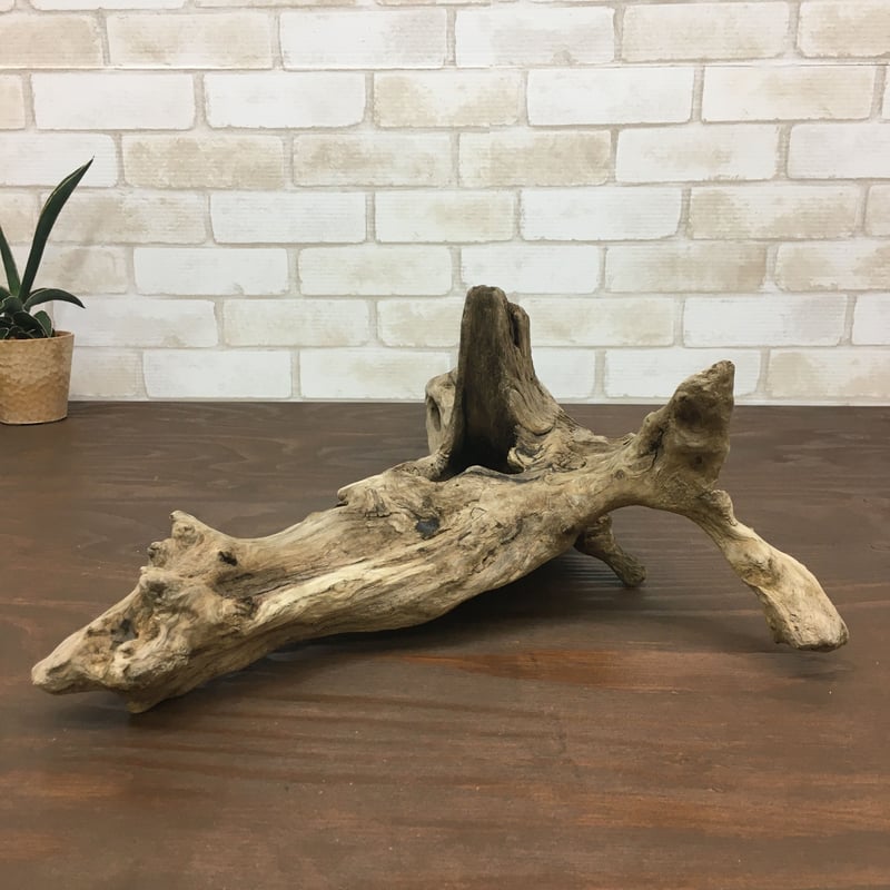 天然木根瘤 自然造形花器 置物 鑑賞木 瘤木 玉杢オブジェ 根木台 飾台 木目