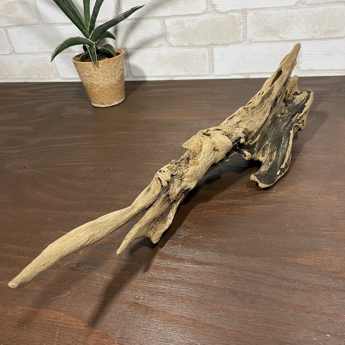 激レア流木 激レア流木 流木シリーズ - 株式会社ソネケミファ