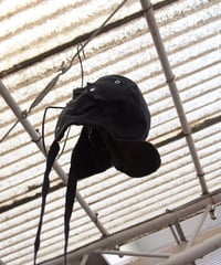 NL "Flight cap"