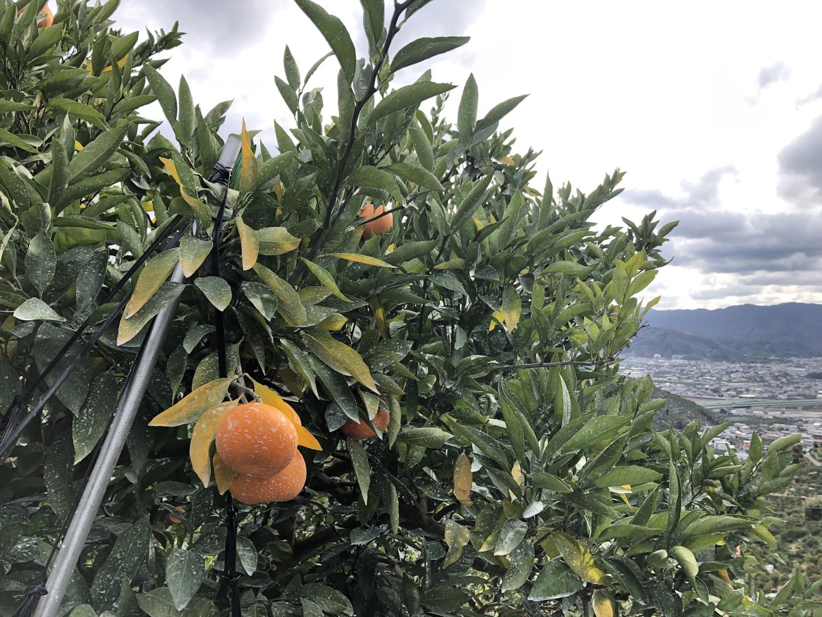 【みかん】 レア【極上進物用（化粧箱）】糖度17/18度（火の國屋オリジナル）超萬