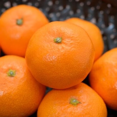 【進物用（化粧箱）】糖度15度（火の國屋オリジナル）3kg ※大きさの指定はできません