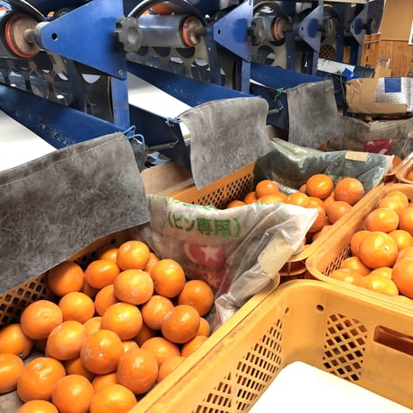 【進物用（化粧箱）】糖度15度（火の國屋オリジナル）3kg ※大きさの指定はできません