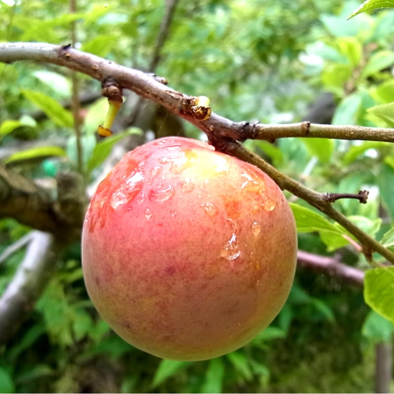 李梅あめ | 浜松銘品《香り巻・まるとう佃煮》 松香堂【公式】松田食品