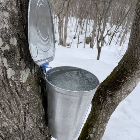 【Hokkaido Maple】カエデ樹液採取道具　シャルモー　2個セット