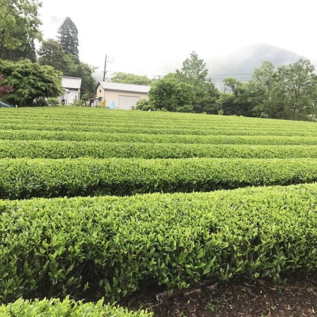 因尾茶のバターケーキ (φ15㎝）