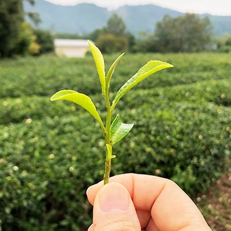 おおいた　すきっ茶（8個入り）