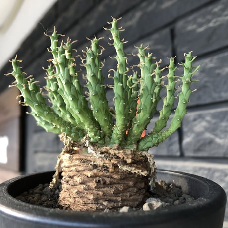euphorbia gorgonis《M size》※現地球発根後店主国内管理3年株※人気🐙タコもの‼︎美多肉質葉&木質wild塊根の二面性が魅力※mad  black  pot植え