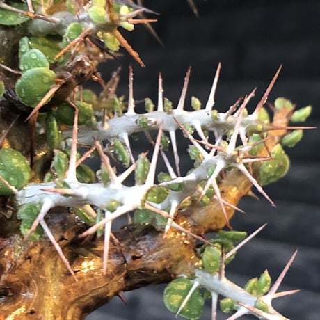 alluaudia comosa《 M size》店主長期作り込み株※現地球発根後店主国内管理6年株※極めて低重心且つ良枝振りの味深くcompactな一株※mad black pot植え
