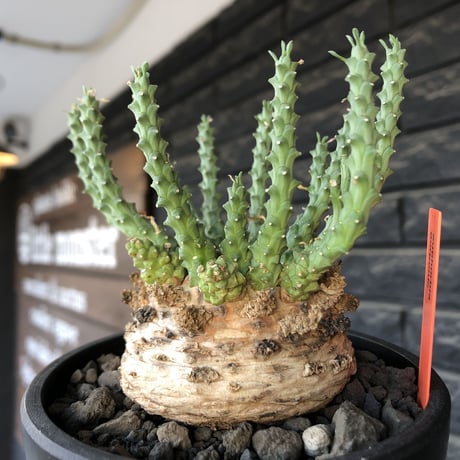 euphorbia gorgonis《XL size》big株※現地球発根後店主国内管理3年株※人気🐙タコもの‼︎美多肉質葉&木質wild塊根の二面性が魅力※mad  black  pot植え