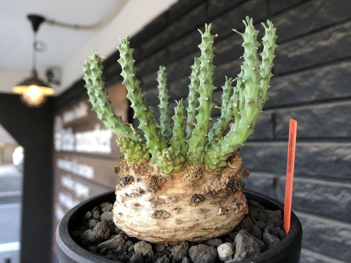 現地球 発根済 多頭ユーフォルビアスパンリンギー 現地球 発根済 多頭ユーフォルビアスパンリンギー