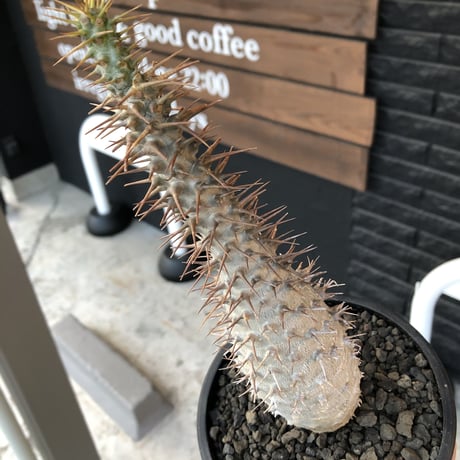 pachypodium  ambongense《L size》驚愕激希少種※現地球発根済株※店主私物株‼︎国内管理5年※現地球ならではの極白肌を持つ良樹形※mad black bowl pot植え