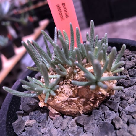 avonia   alstonii《大きめM size》※大きめ塊根の葉のしなやかさと愛くるしさ満点な堪らない冬の人気者‼︎※ mad black pot植え