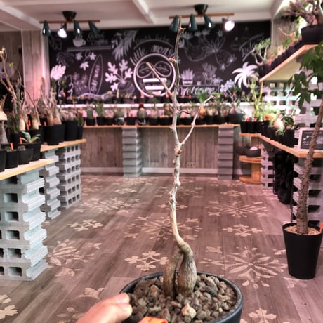 opercullicarya   decaryi  littmon  seed🌱  《4年半株》※大変成長早き良株&良枝振り樹形の選抜株‼︎※mad  black  pot植え