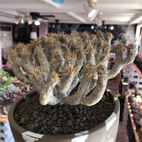 euphorbia guillauminiana《L size》極白肌株※現地球発根後店主国内管理6年株※堪らなく白蛇かの如く美しいギラウミ※mad brown marble bowl pot植え