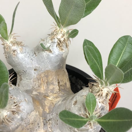 pachypodium  eburneum《L size》※現地球株発根済※エブレらしい樹形に極美しい白肌が魅力的な一株※mad black bowl pot植え