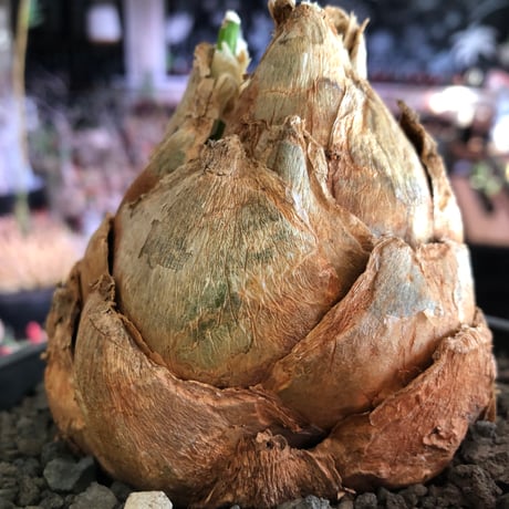 urginea epigea《L size》※現地球株発根済※丸み強くとびきり整ったぼってり樹形の大株‼︎開花時もゴージャスで魅力的なエピゲア※black bowl pot植え