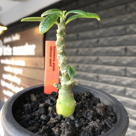 希少‼︎ dorstenia gigas《大きめS size》littmon seed🌱（実生株）※大変樹形バランス良き株元もぼってり樹形な選抜株‼︎※mad black pot植え