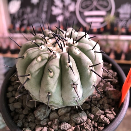 copiapoa   cinerea  黒王丸《M size》激希少‼︎※現地球発根済株※店主国内管理3年株※選抜特選株※mad black bowl pot植え