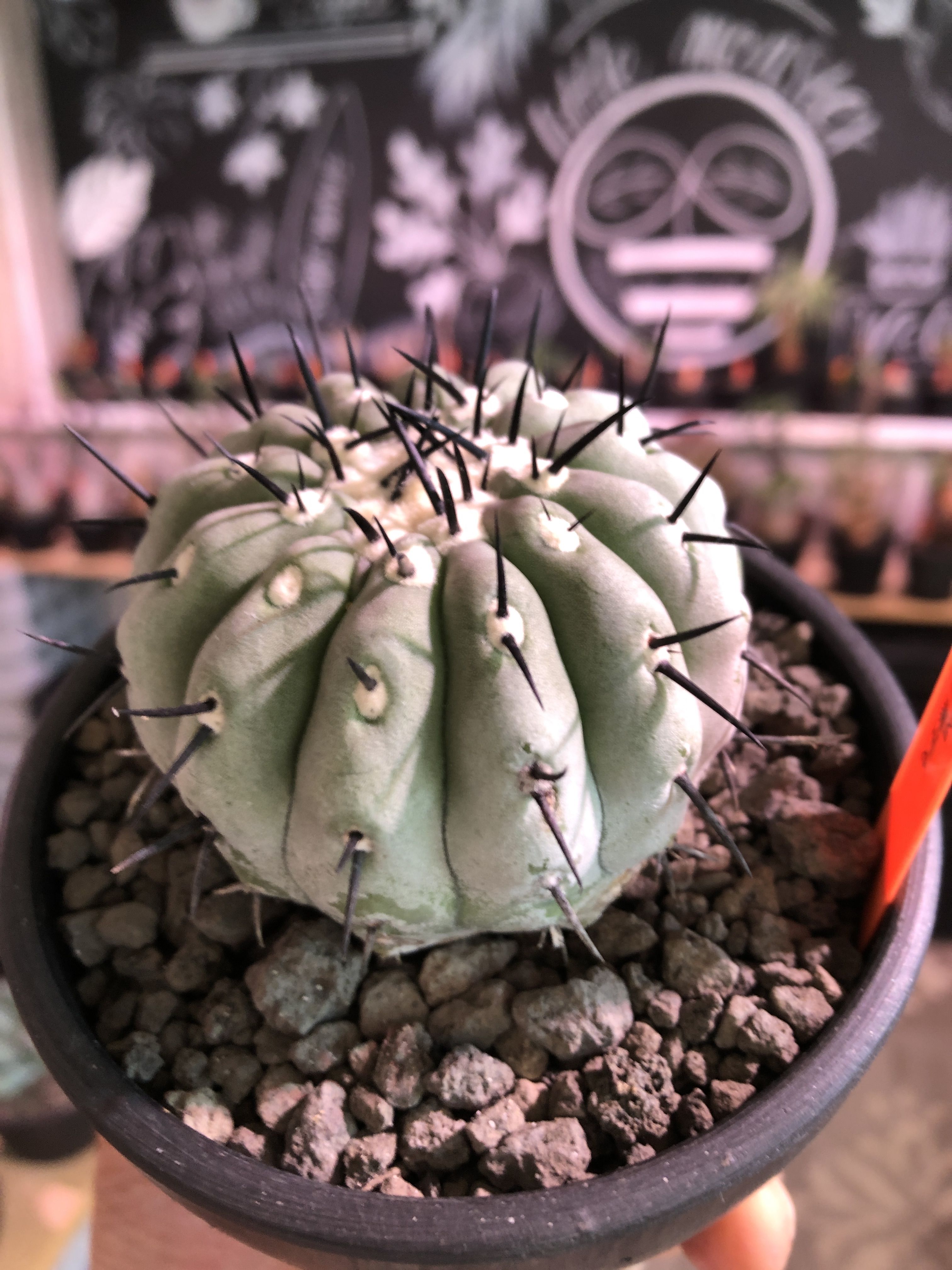 copiapoa cinerea 黒王丸《M size》激希少‼︎※現地球発根済株※店主