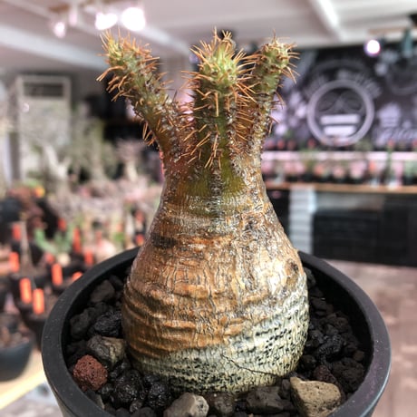 pachypodium  gracilius《大きめS size》一部緑赤肌＆現地焼け株※現地球発根済株※店主国内管理2年株※良balance立体的ボコボコ表皮の選抜株※mad black pot植え