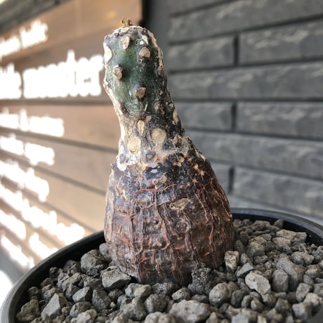 euphorbia  pachypodioides《大きめS size 》※現地球発根後店主国内管理3年株※ボコボコ肌まん丸球体樹形‼︎大変人気者な球体株※mad black bowl pot植え