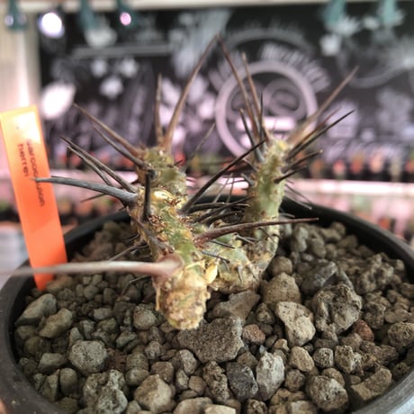 sarcocaulon herrei《M size》※今や希少且つ今後輸入厳しい南アフリカ物‼︎gapある白花大輪を咲かす冬型人気者‼︎wild株※mad  black  bowl pot植え