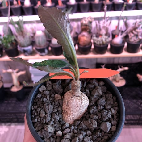 euphorbia cremersii《M size》※大きめぽっこり塊根&葉の表と裏がcolor違いの上、mad質で渋い肌質が大変カッコ良く上品な一株‼︎※mad black bowl pot植え