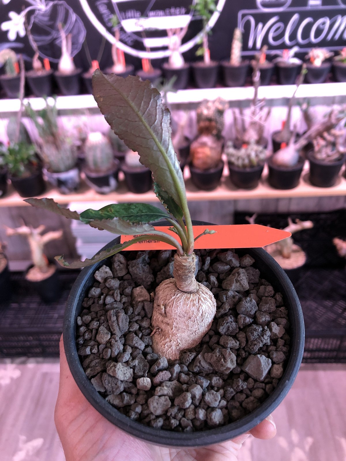 euphorbia cremersii《M size》※大きめぽっこり塊根&葉の表と裏
