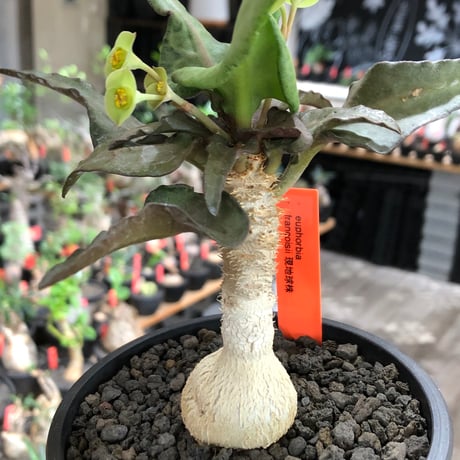 euphorbia francoisii《大きめS size》※現地球株発根済※稀なほど美しい白さと愛らし過ぎるまん丸ボディーが堪らない‼︎花付きも良き一株※black bowl pot植え
