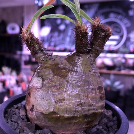 pachypodium  gracilius《大きめS size》希少二頭枝※現地球発根済株※丸すぎないこの若干の歪感が何とも愛くるしく堪らない‼︎カワイイ一株※mad black pot植え