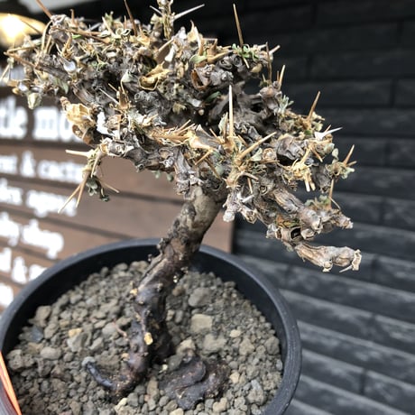 sarcocaulon  vanderietiae《大きめM size》※現地球発根後店主国内管理3年株※希少春秋型種‼︎良樹形な幹上がり仕立ての一株※mad black pot植え